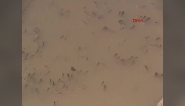 İtfaiye binlerce balığı kurtardı