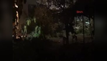 Şehre inen yaralı domuz ortalığı birbirine kattı