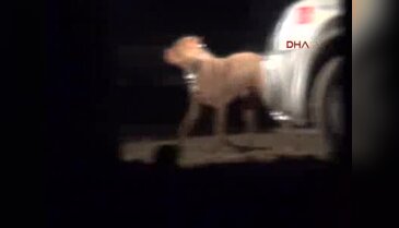 Sahibinin yanına kimseyi yaklaştırmadı