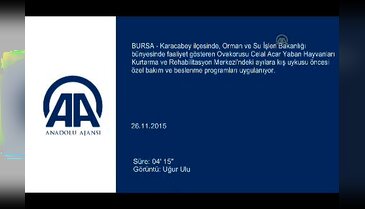 Bursa'da kış uykusunu bekliyorlar