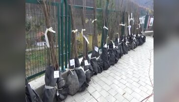 Bursa'da 15 mahalleye 15 bin fidan