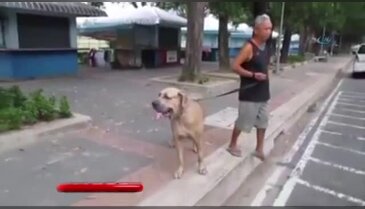 Cesur kedi, yavrusunu köpekten böyle korudu