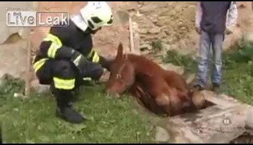 Kuyuya düşen atı böyle kurtardılar