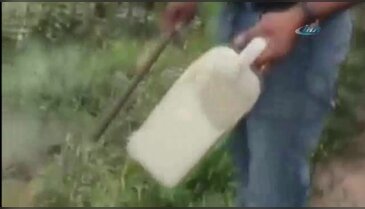 Piranalar çıldırdı!