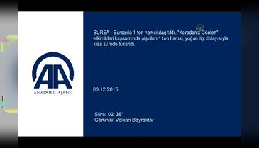 Bursa'da 1 ton hamsi dağıtıldı