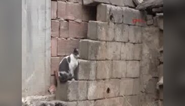 Bursa'da 20 kediyi ilaçla zehirlediler