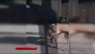 Sokak köpeğiyle köpeğini dövüştürdü!