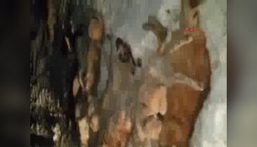 9 köpek telef olmuş olarak bulundu