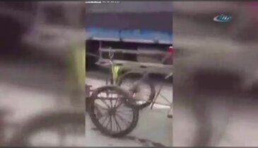 Tavuğu kovalamıyor sahibini çekiyor!