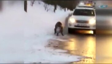 Yola inen domuza otomobil çarptı