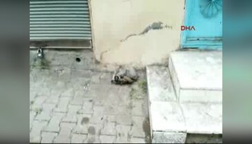 Yavru köpek soğuktan dondu