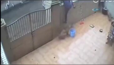 Saldırgan köpekleri böyle çaldılar