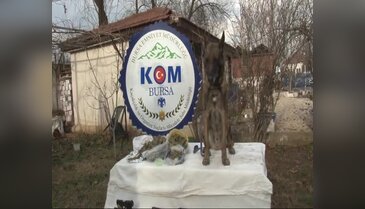 Bursa'da bonzai satıcılarına 2 günde 8 baskın!