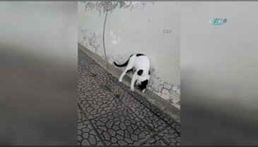 Kedi fareyle dakikalarca oynadı