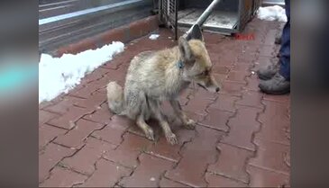 Şehre inen tilki beslenip doğaya bırakılacak
