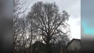 Bursa'da tarihe şahitlik eden çınarlar yeniden doğuyor