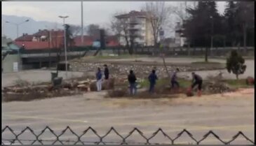 Bursa'da ağaç katliamı!