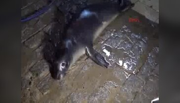 Yolunu kaybeden fok limana sığındı