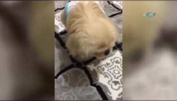 Bu köpek çekirdek çitliyor!