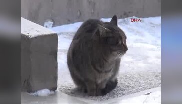 Soğuk hava sokak hayvanlarını da etkiledi
