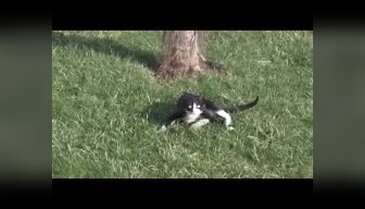 Bursa'da sevimli kedinin sıcak hava mutluluğu