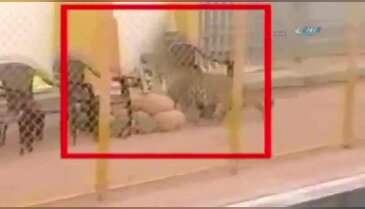 Okulda leopar dehşeti: 6 yaralı