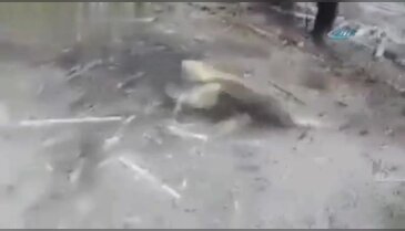 Karıncayiyen kendisine sataşan genci yere serdi
