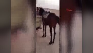 Aşırı şişman adamı at bile taşıyamadı