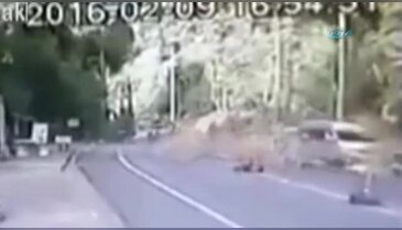 Tayland'da inanılmaz olay: Karayoluna ağaç düştü