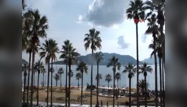 Marmaris kıyılarında balon balığı tehlikesi