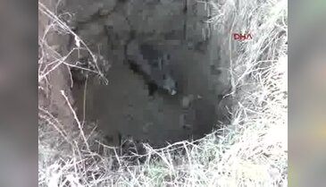 Kuyuya düşen yavru domuzu belediye ekipleri kurtardı
