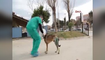 Sokak köpeğine doku nakli
