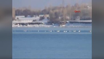 Kuğular, Rusya'dan Van Gölü'ne geldi
