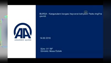 Bursa'da kangurulardan "boks maçı"