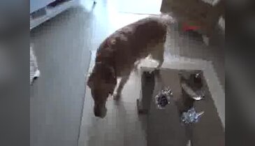Bursa'da apartmanda beslenen köpek mahkemelik oldu!
