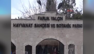 Gergedan Samir'e sevgililer günü hediyesi