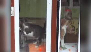 Eşi ölünce hayatını kedilere adadı