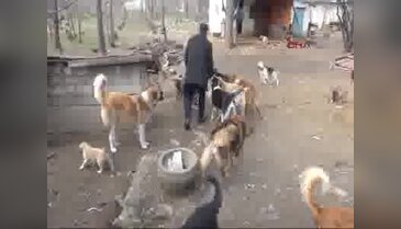 Hayatını sokak köpeklerine adadı