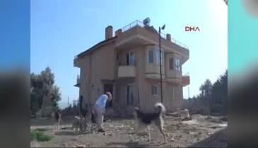 Kedi köpek besleyen Azeri piyanisti komşuları istemiyor