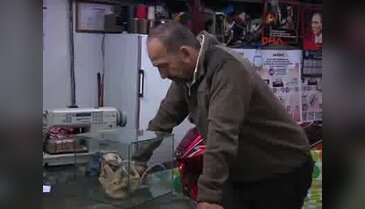 Gizemli hayvan iskeletine DNA analizi