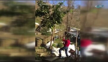 Karadeniz'de ağaç böyle budanır