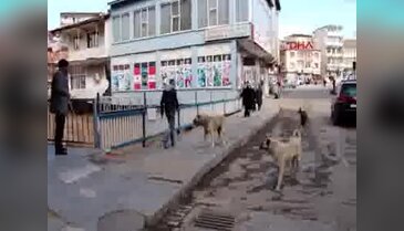 Sosyal medyadaki fotoğraf hayvanseverleri ayağa kaldırdı