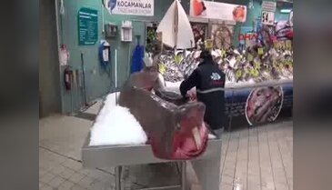 5 metre boyunda köpekbalığı yakalandı