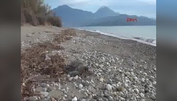 Sahilde öldürülmüş caretta bulundu