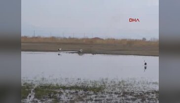 Yaban hayatı için yiyecek bıraktılar
