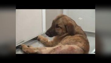Köpeğini kurtarana teşekkür etti, çarpıp kaçan sürücüye ise kızdı