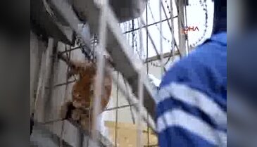 Jilet tele takılan kediyi itfaiye ekipleri kurtardı