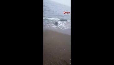 Kıyıya vuran yunusu vatandaşlar kurtardı