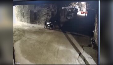 Siverek'te inek hırsızlığı güvenlik kamerasında