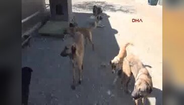 Sahipsiz hayvanlara barınak yaptı